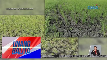 1,232 ektarya ng palayan, nagkabitak-bitak na dahil sa matinding init | UB