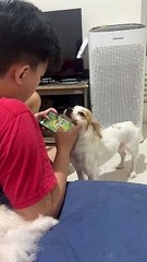 Dog Competes With Game For Owner's Attention