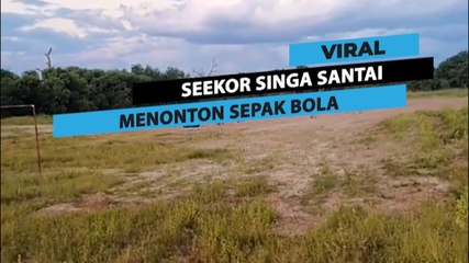 Singa santai nonton sepak bola