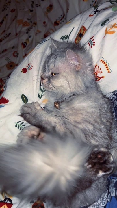 Kitty 