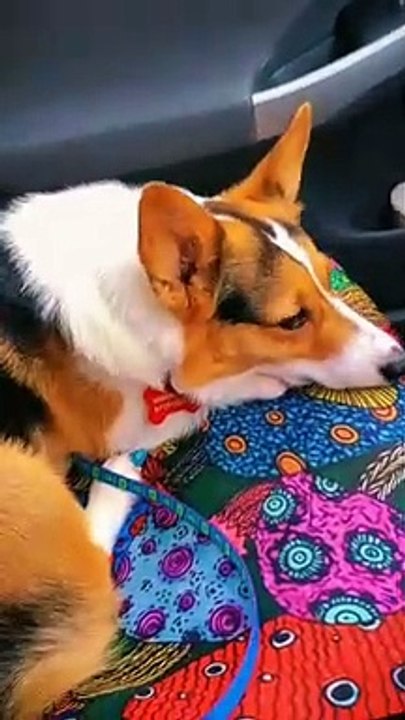 Cute dogs