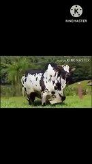 #shorts اضخم بقرة فى العالم-the biggest