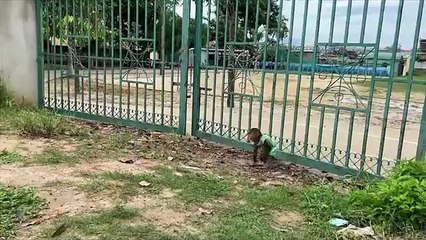 Best moments cow! Best funny CUTIS & Cows!