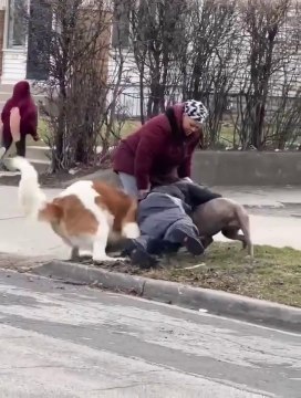 Dog attacks pitbull
