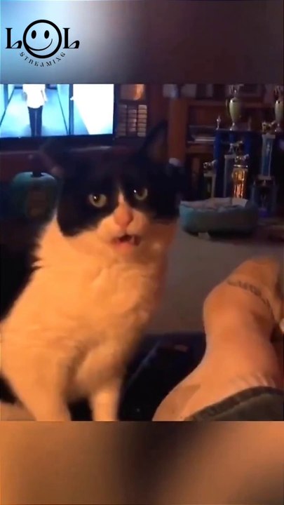 "Cat Capers: Hilarious Feline Frolics"