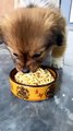 Dog Eating Noodles | Dog Eating Moments | Animals Funny Moments | Animals Satisfying Videos #animals #pets #dog #doglover #cutepuppies #fun #love #cute #beautiful #funny