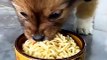 Dog Eating Noodles | Dog Eating Moments | Animals Funny Moments | Animals Satisfying Videos #animals #pets #dog #doglover #cutepuppies #fun #love #cute #beautiful #funny