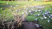 The birds in the grass. this picture shows the birds for crowding in the grass area and eating. the birds are more and all are same colors. the wether becomes beautiful when you see the birds and sky. this video shows more interesting animal video and lik
