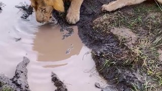 Singa Minum di Kubangan Air