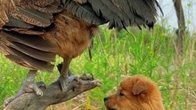 Sweet Pet