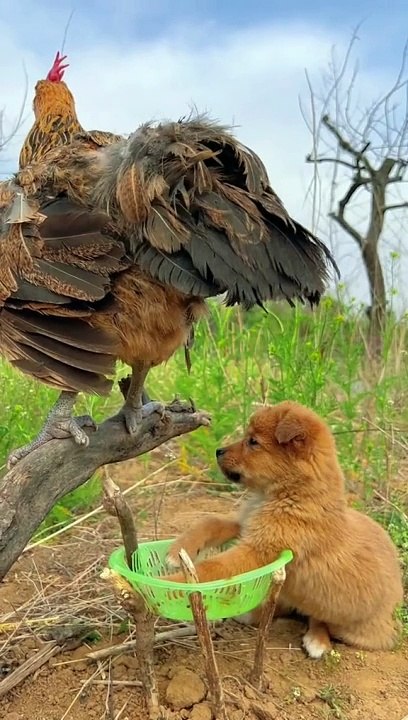 Sweet Pet