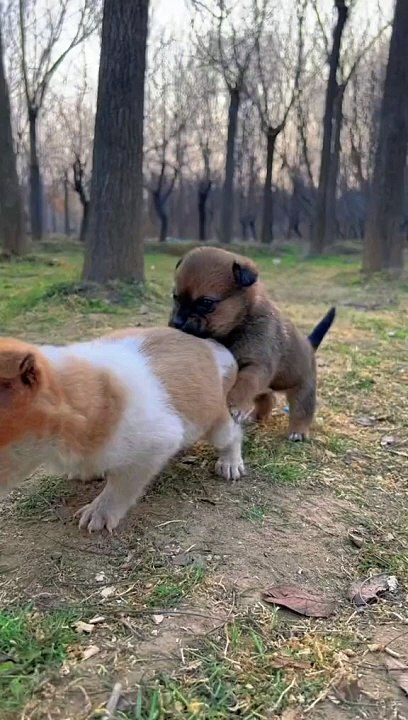 Sweet Pet