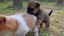 Sweet Pet