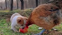 Sweet Pet