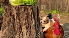Sweet pet