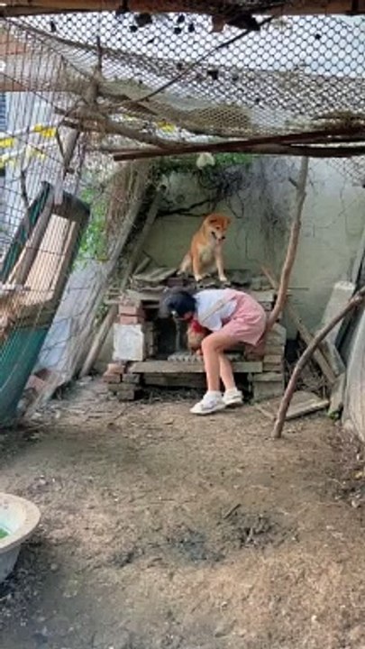 Sweet pet