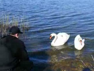 Swans in a lake New York City