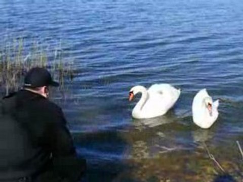 Swans in a lake New York City