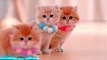 Cute Cats _ Funny Cats  #cats #shorts #viral #pets #mmvcats