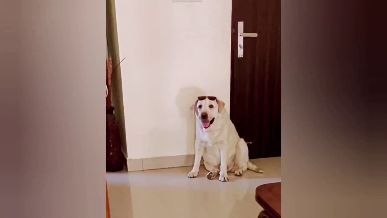 0303 funny video