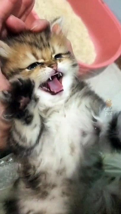 Cute Cats _ Funny Cats  #cats #shorts #viral #pets #mmvcats