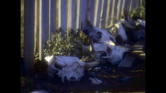 День открытых дверей | movie | 2024 | Official Trailer