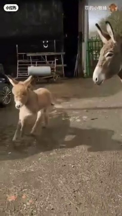 Donkey