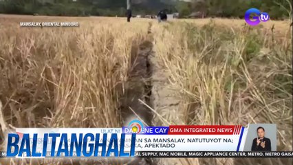 1,400 ektarya ng taniman sa Mansalay, natutuyot na; mahigit 1,000 magsasaka, apektado | BT