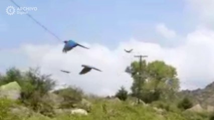 Avistamiento de Guacamayas en Jicamorachi