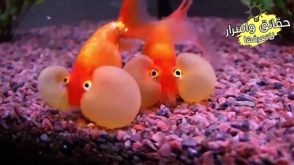 اندر الحيوانات في العالم لو لم تلتقطهم الكاميرات لما كنت لتصدق وجودهم !!!