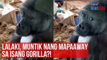 Lalaki, muntik nang mapaaway sa isang gorilla?! | GMA Integrated Newsfeed