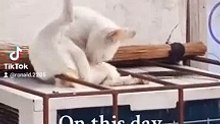 cats loves to clean their own body