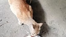 STRAY CAT ‍⬛