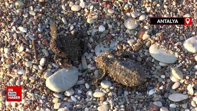 Antalya'da yuva yapacak deniz kaplumbağaları için önlem alındı