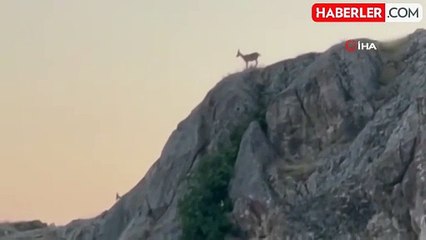 Dağ keçileri sürü halinde Harput'ta görüntülendi