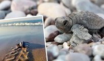 Deniz kaplumbağalarının yeni yuvalama sezonu için tedbirler alındı