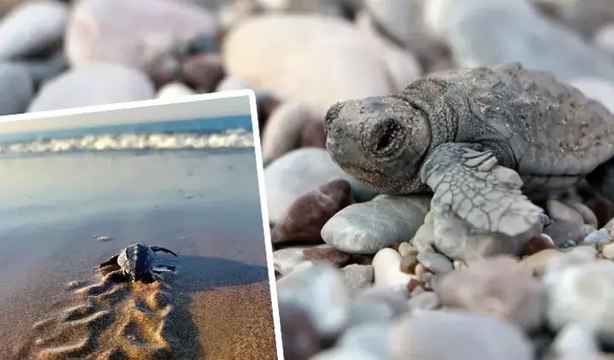 Deniz kaplumbağalarının yeni yuvalama sezonu için tedbirler alındı