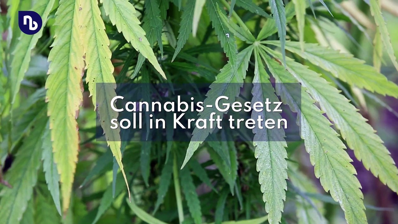 Cannabis, Elterngeld, Energie: Das ändert sich im April