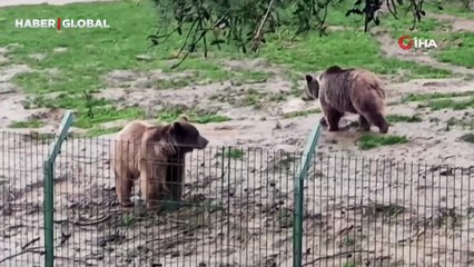 Kış uykusundan uyanıp güreşen ayılar yakından görüntülendi