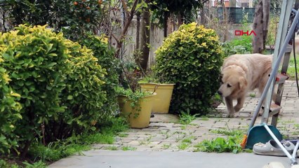 Doktora havlayan köpek, sahibine 700 bin lira fatura çıkardı