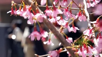 Download Video: Tokyo si tinge di rosa, fioritura anticipata dei ciliegi