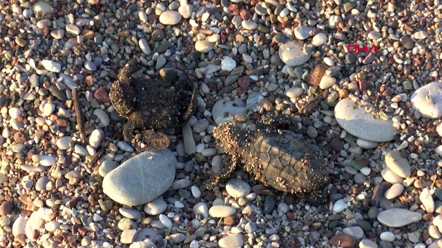 Yuva yapacak deniz kaplumbağaları için önlem alındı