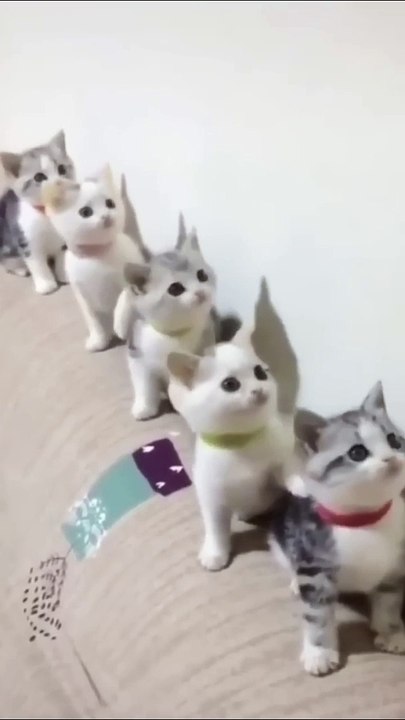 Cats Doing Cat Things (3)