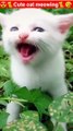 Cat Meowing_Cat Sound_ Cute Cat Videos #shorts #cat #cats #dog #puppy #catlover #catfunnyshorts