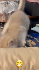 Funny cat videos _ cute cats _ Try not to laugh _ Cat videos Compilation #shorts