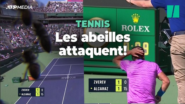 Une invasion d'abeilles interrompt un match de tennis à Indian Wells