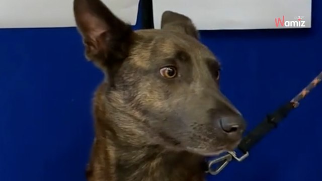 Ce chien voit 1 596 animaux se faire adopter avant lui : la raison est énigmatique (vidéo)