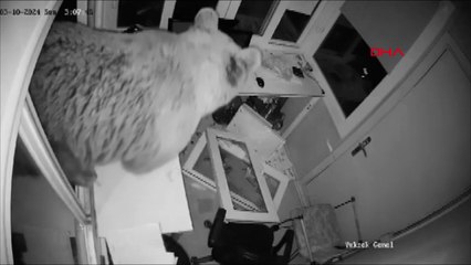 Güvenlik kulübesine giren ayı kamerada