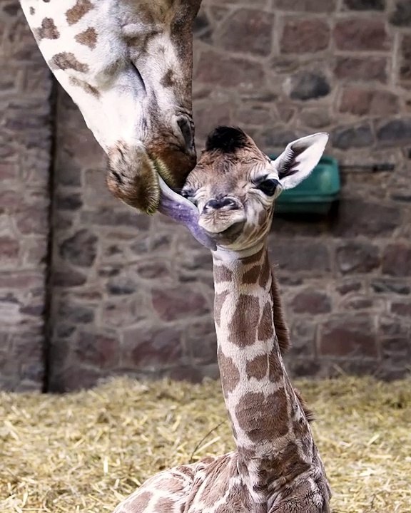Baby giraffe born at Chester Zoo - with birth caught on camera