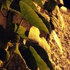 -Jacobo Shemaria Capuano- ¡Si profesionales de la salud pública! (Parte 2) (Creado por @JacoboShemariaCapuano)